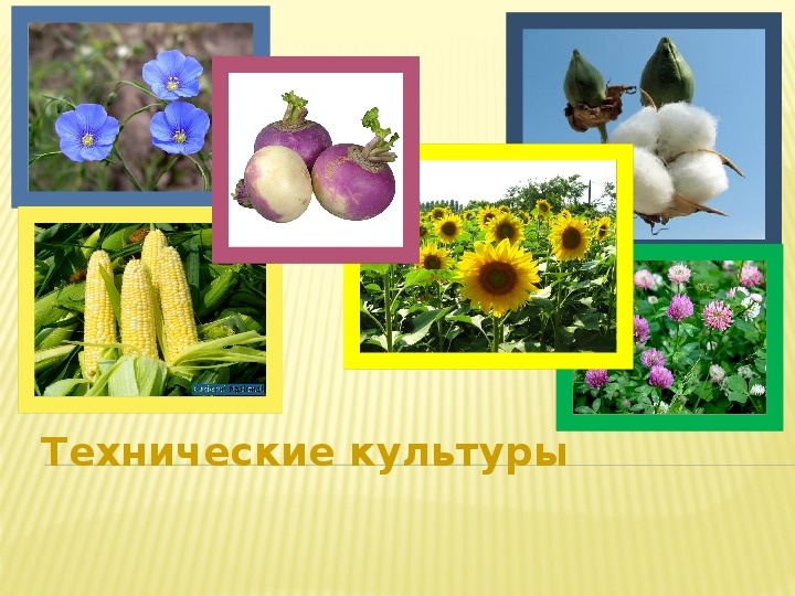 Технические культуры овощные культура