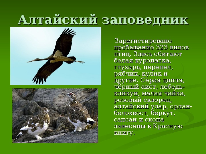 Про заповедник. Птицы заповедников России. Алтайский заповедник презентация. Картинки к уроку заповедники.