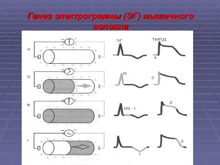 Нарисуйте электрограмму мпп скелетно мышечного волокна