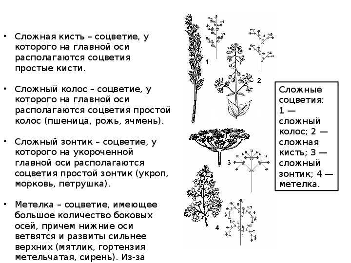 Классификация соцветий блок схема