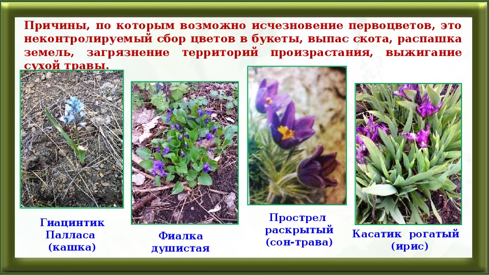 Первоцветы краснодарского края фото и названия занесенные в красную