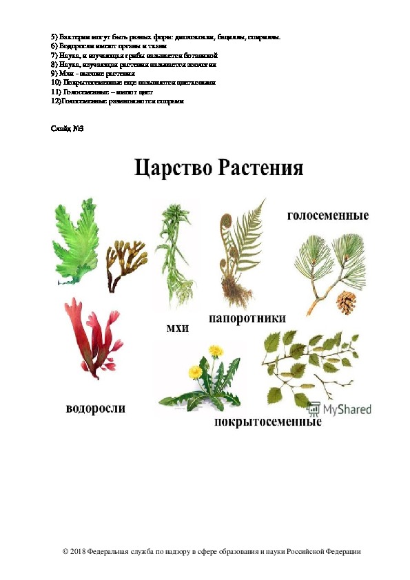 Проект по биологии царство растений 5 класс