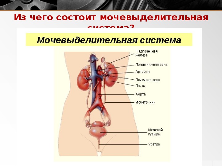 Мочевыделительная система анатомия презентация