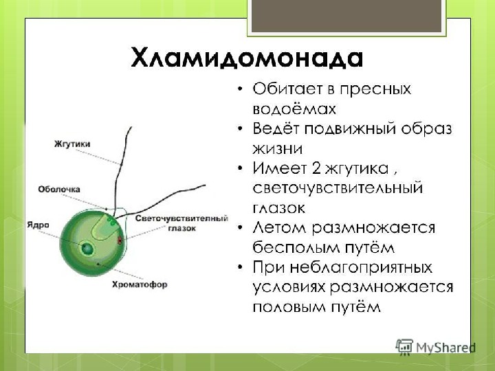 Органеллы водоросли. Хламидомонада строение и функции. Хламидомонада особенности строения. Хламидомонада строение и органоиды. Характеристика строения хламидомонады.
