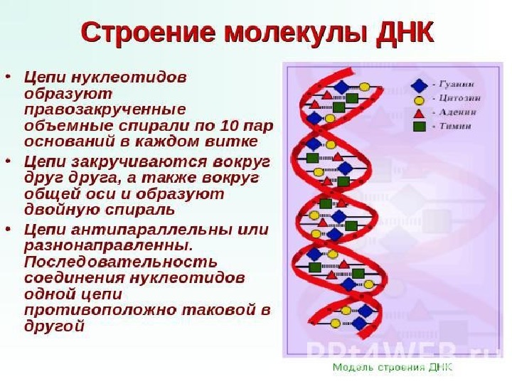 Презентация по  биологии на тему "Генетический код, матричный принцип биосинтеза белка" (10 класс)