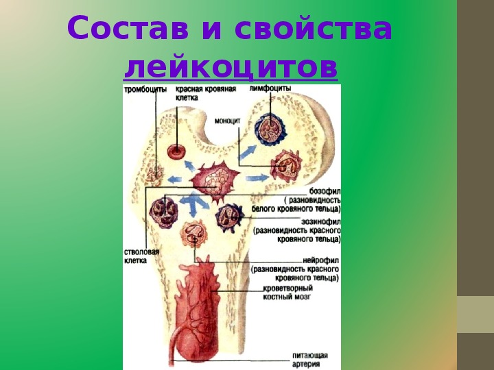 Для общего плана строения кроветворных органов не характерны признаки