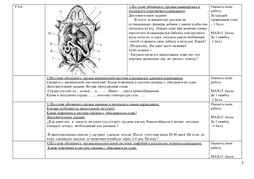 План уроков по биологии 7 класс