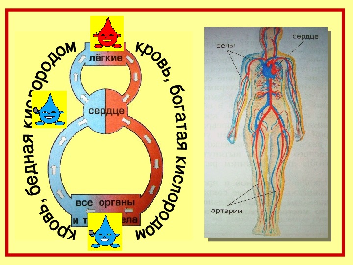 Дыхание и кровообращение 3 класс окружающий мир. Волшебная восьмерка организм. Восьмерка кровообращения. Система кровообращения человека 4 класс. Волшебная восьмерка кровообращения.