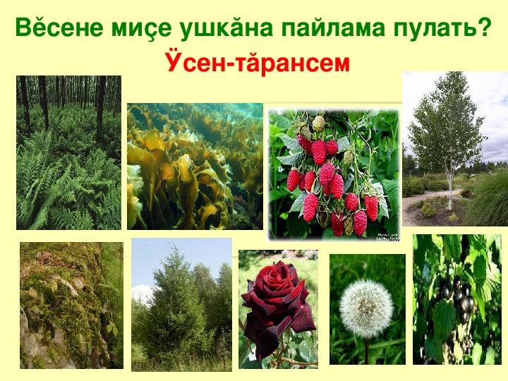 Многообразие растений урок