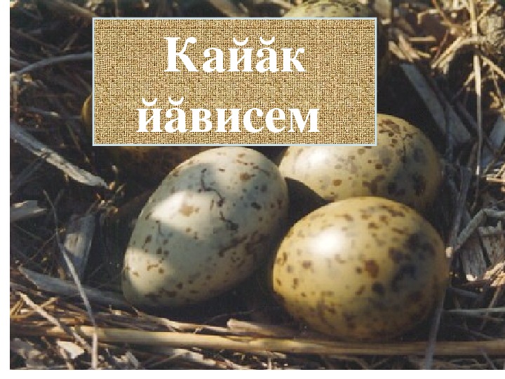 Презентация по чувашскому языку на тему "Птичьи гнёзда" (5 класс, чувашский язык)