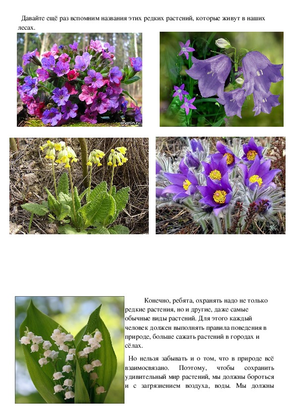 Справочник растений с фото и описанием россии