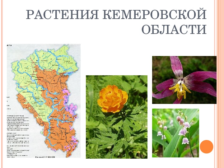Презентация по географии на тему "Растения Кемеровской области" (8 класс, география)