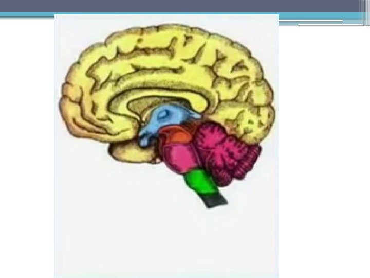 Биология 8 класс строение головного мозга презентация 8