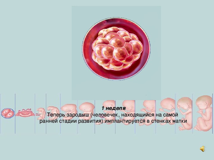 Этапы внутриутробного развития человека презентация