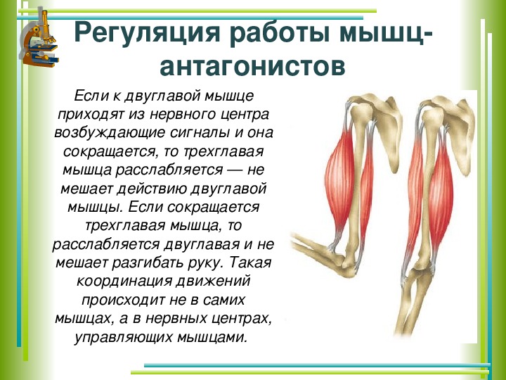 Мышцы человека презентация 8 класс