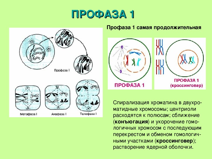 Спирализация хромосом конъюгация. Мейоз профаза 1 процессы. Мейоз профаза 1 конъюгация. Профаза 1 хромосомы. Метафаза мейоза 1.