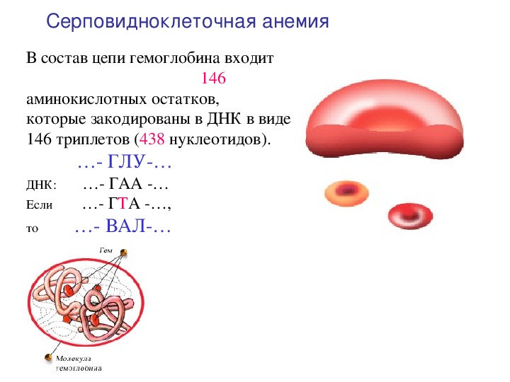 Ген серповидноклеточной анемии. Серповидно-клеточная анемия (s-гемоглобинопатия). Серповидно-клетчная анемия генетика. Серповидноклеточная анемия человек. Строение гемоглобина при серповидноклеточной анемии.