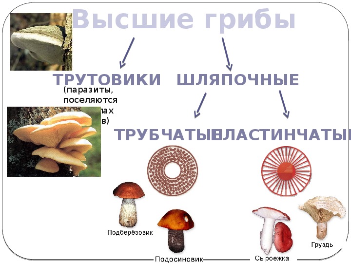 Презентация высшие грибы