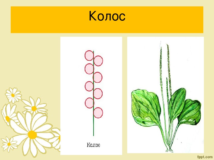 Соцветия биология 6