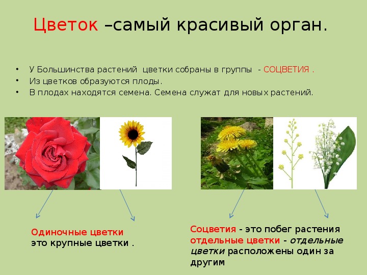 Презентация по окружающему миру "Строение растений" (3 класс)