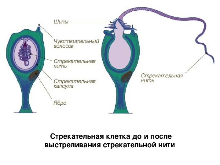 Клетки стрекательные гидры рисунок