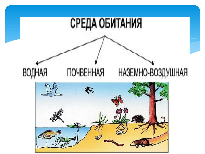 Рисунок среда обитания