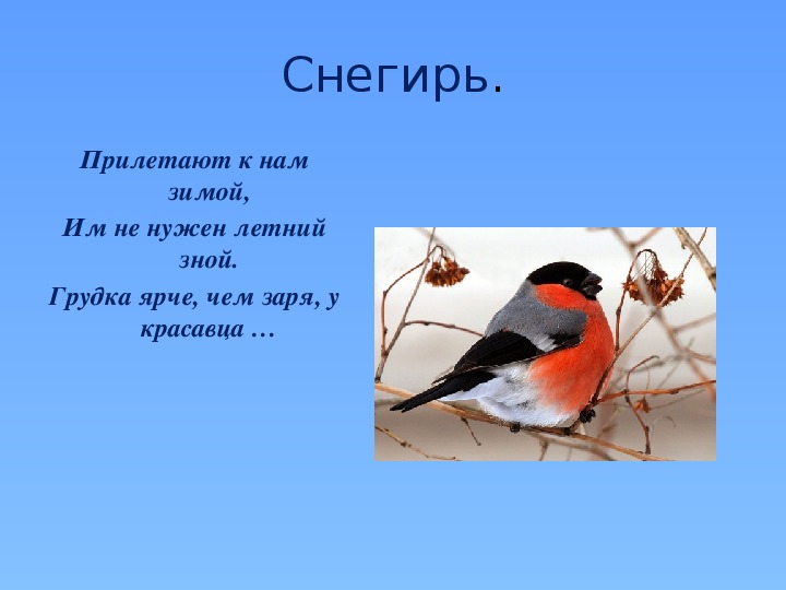 Откуда прилетают снегири зимой. Снегирь прилетает к нам зимой. Когда прилетают Снегири. Снегири прилетели. Когда прилетают МНИГЕР.