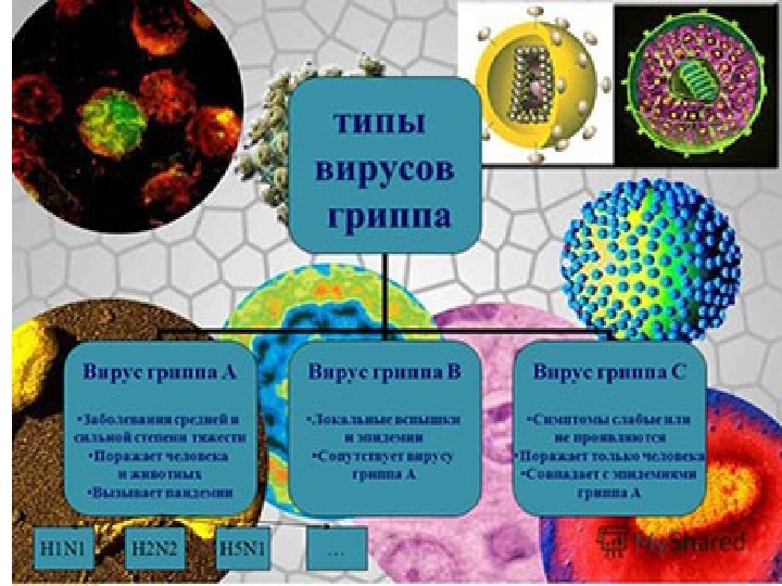 Презентация по биологии Тема. Профилактика вирусных заболеваний. (10 класс)