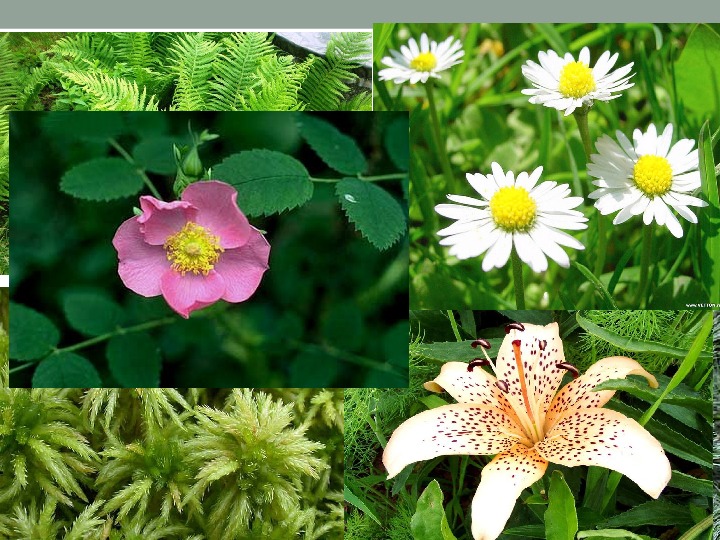 Конпект урока "Покрытосеменные растения" (5 класс, биология, ФГОС)