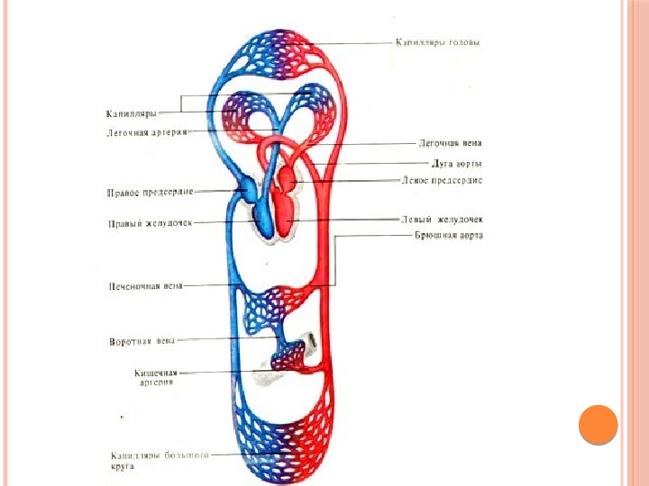 Кровообращение человека схема со стрелками видео