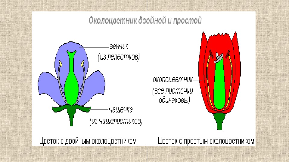 Трехчленный цветок. Цветок с двойным околоцветником биология 6. Цветок околоцветник 6 класс биология. Околоцветник это в биологии 6 класс. Строение двойного околоцветника.