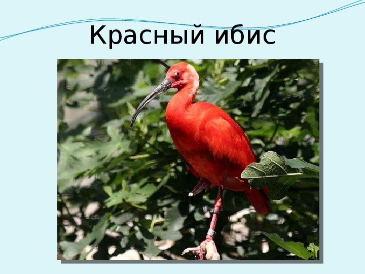 Колпица Ибис. Красный Ибис Новосибирский зоопарк. Большие птицы с красной грудью. Южноамериканская птица с красной головой.