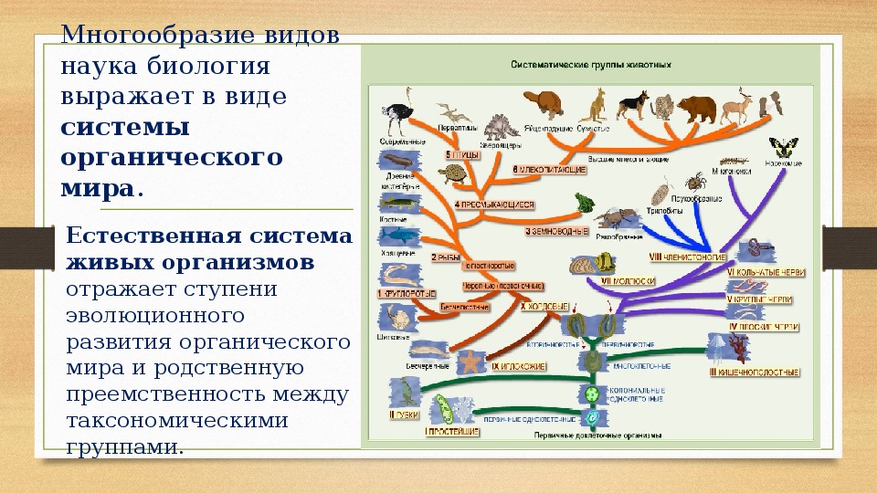Этапы результат эволюции. Система оргнаническог Омира. Биологическая классификация организмов.