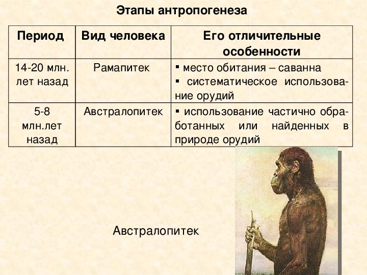 Антропогенез человека схема