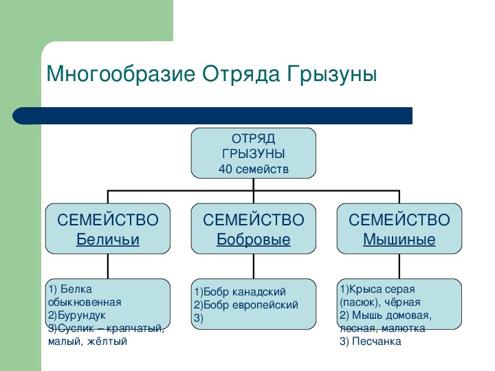 Отряды грызуны зайцеобразные презентация 7 класс