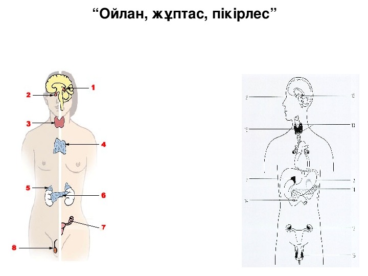 Ішкі секреция бездері презентация