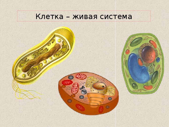 Биология клетка 5 класс презентация