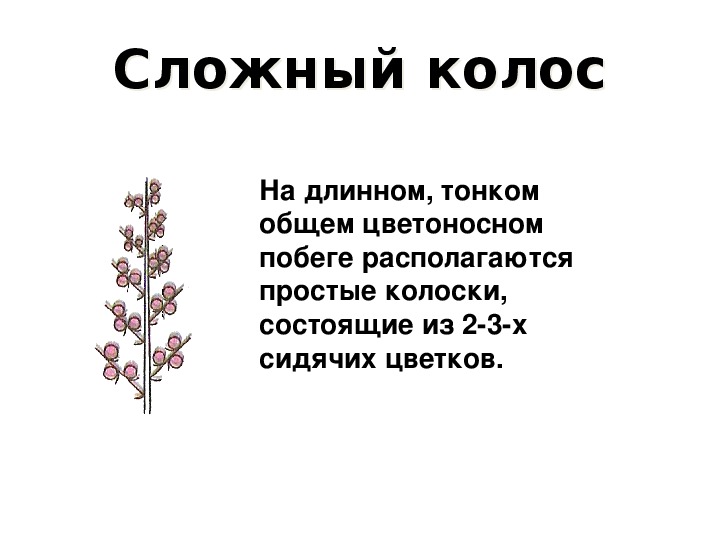 Сложный колос соцветие схема