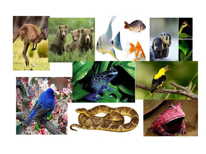 Презентация по биологии на тему "Царство Животные" (5 класс, биология)