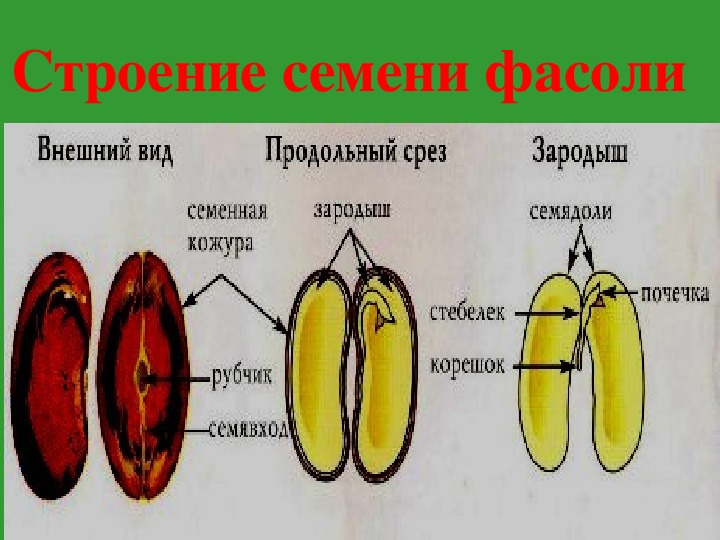 Урок биологии семена. Семена подсолнечника строение семени. Рисунок семени фасоли биология 6 класс. Строение зародыша фасоли рисунок. Схема строения семени фасоли 6 класс.