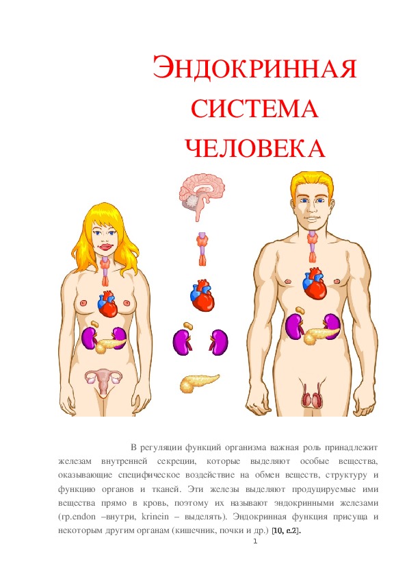 Учебное наглядное пособие "Эндокринная система человека"