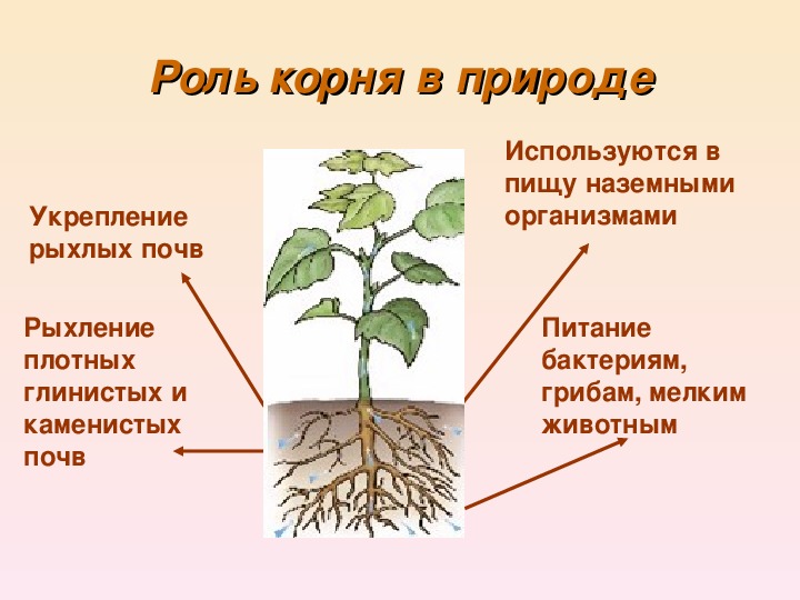 Значение процесса цветения в жизни растения. Корень биология 6 класс. Значение корня. Презентация по теме корень.