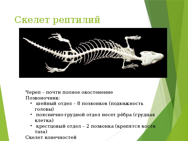 Класс рептилии скелет. Скелет рептилий схема биология 7 класс. Скелет пресмыкающихся 7 класс.