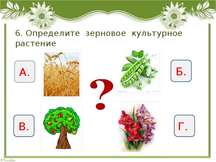 Тест культурные и дикорастущие растения 2 класс. Дикорастущие и культурные растения задания 2 класс. Дикорастущие и культурные растения карточки.