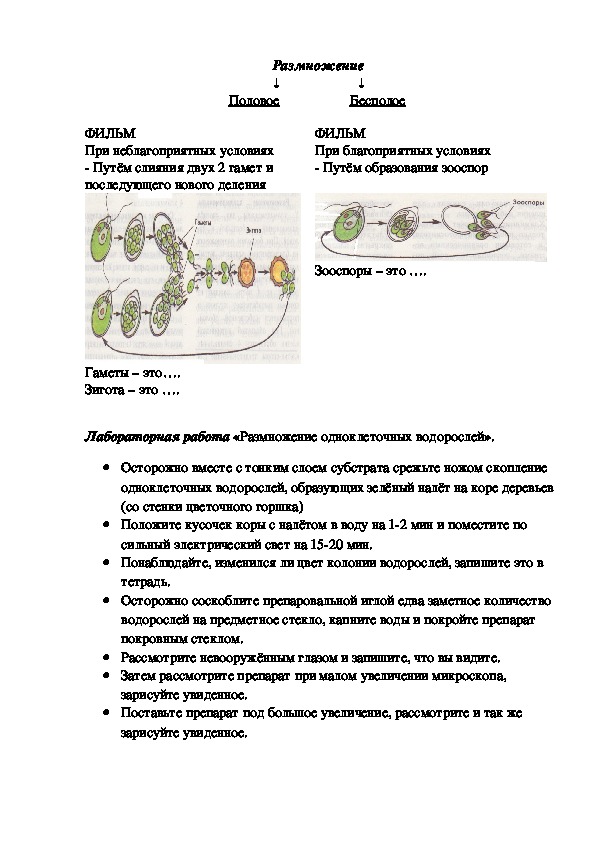 Биология водоросли конспект