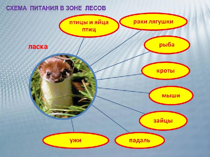 Схема цепи питания характерной. Цепь питания в тайге. Цепь питания животных в тайге. Цепочка питания ласки. Схема цепи питания в тайге.