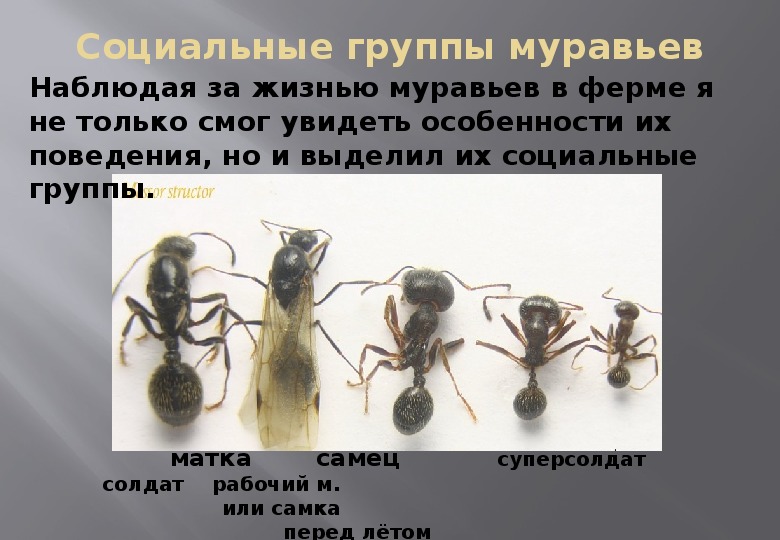 Почему умер муравей. Муравьи исследовательская работа. Продолжительность жизни муравья. Муравьи жнецы презентация.