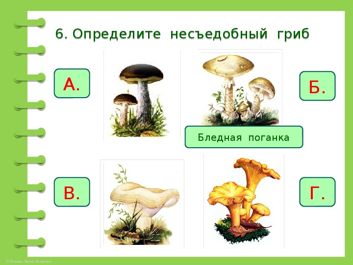 Определить на карточке грибы по окружающему миру 2 класс. Лесные опасности 2 класс проверочные работы. Контрольная работа за грибами русск. Проверочная работа по теме царство грибы 5 класс биология.