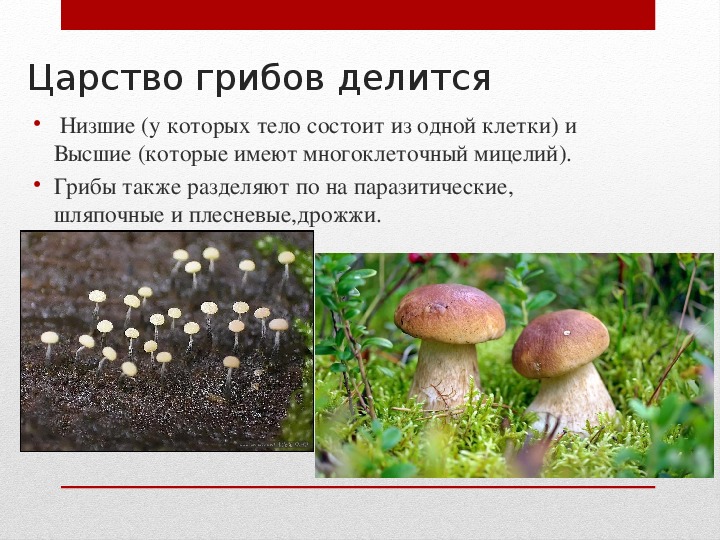 Группы грибов 7 класс биология