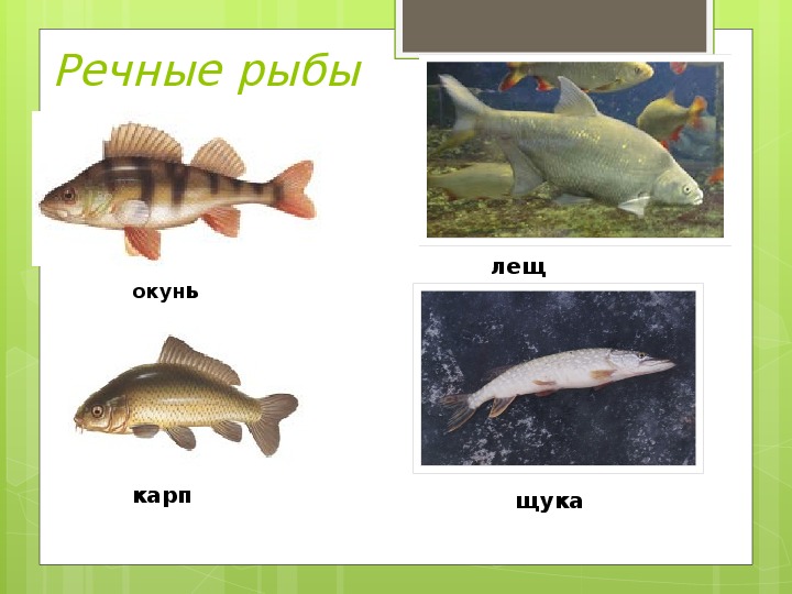Какие взаимоотношения между окунем и щукой. Окунь щука речные рыбы. Речные рыбы картинки для детей. Речные рыбы названия для детей. Пресноводные рыбы картинки для детей.
